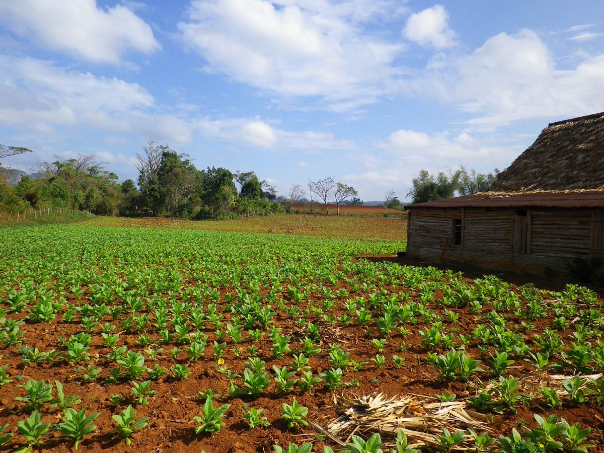 Tobacco Farm39.jpg